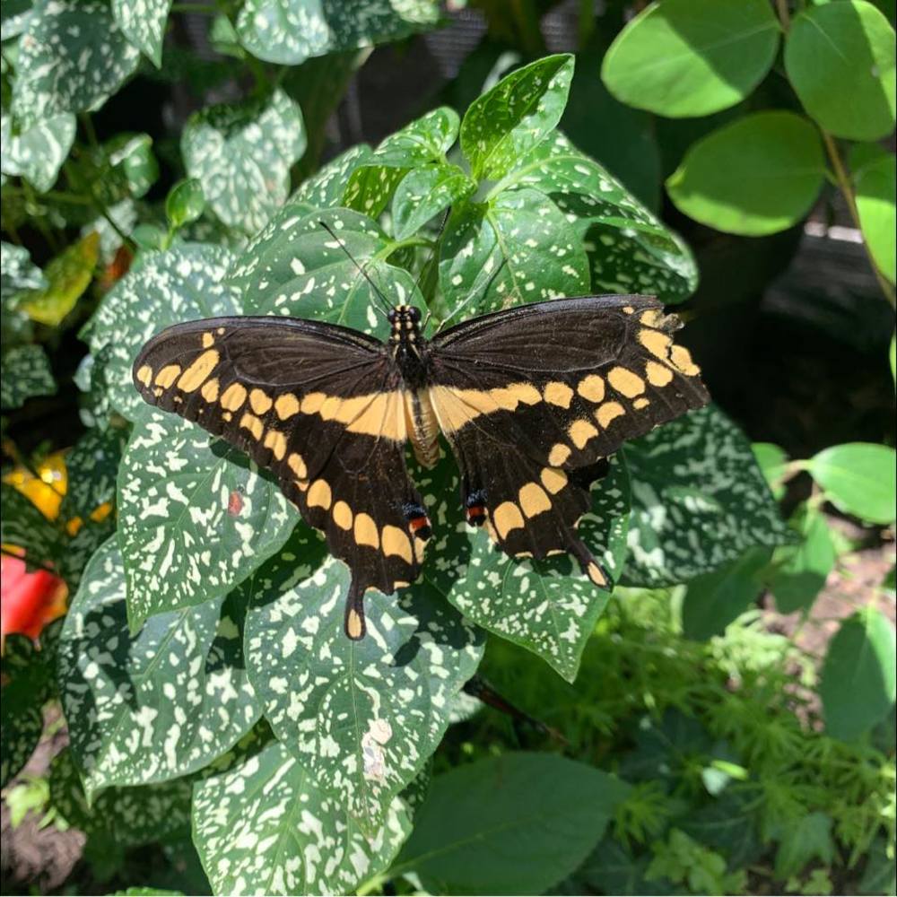 Meet your Posher, Kathleen